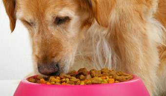 Как по-добре да се хранят кучето