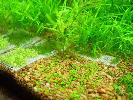 Как да се засадят растения в аквариума