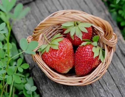Как да се грижим за пролетни ягоди