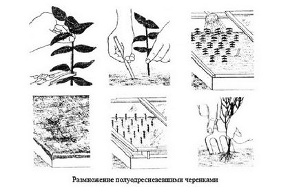 Като расте глициния