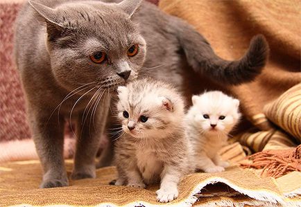 Как да донесе бълхи коте Как да донесе бълхи коте