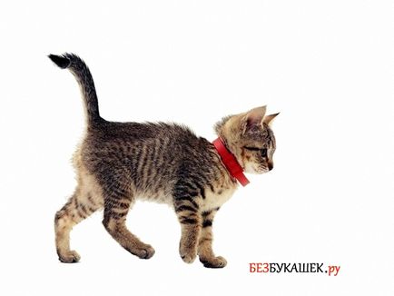 Как да донесе бълхи коте Как да донесе бълхи коте