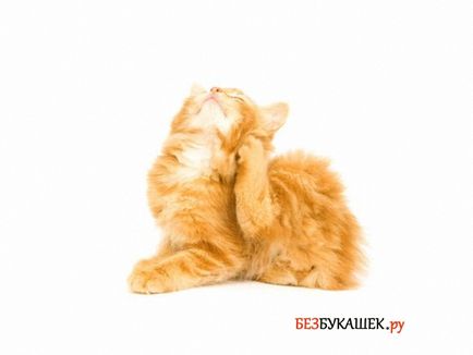 Как да донесе бълхи коте Как да донесе бълхи коте