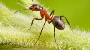 Резултатът от мравки в градината
