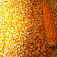 Как да започнете допълнително хранене със зърнени култури