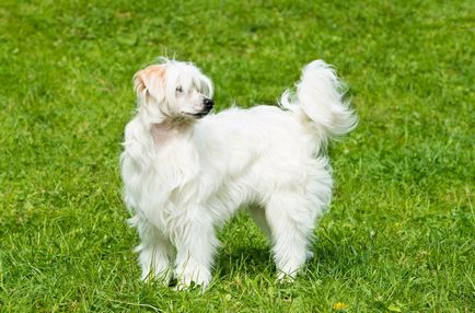 Кученца Китайски гребенест куче