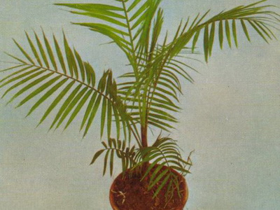Растение като палма
