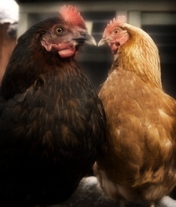 Икономическите групи и пилета порода