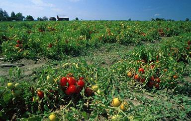 Монголски джуджета домати