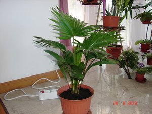 Растение като палма