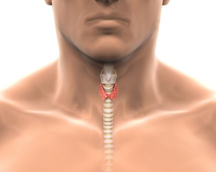 жлеза щитовидната жлеза при деца с размери