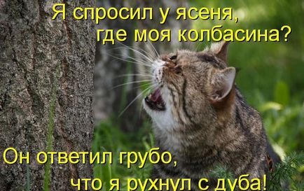 Котки с котки надписи