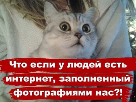 Котки с котки надписи