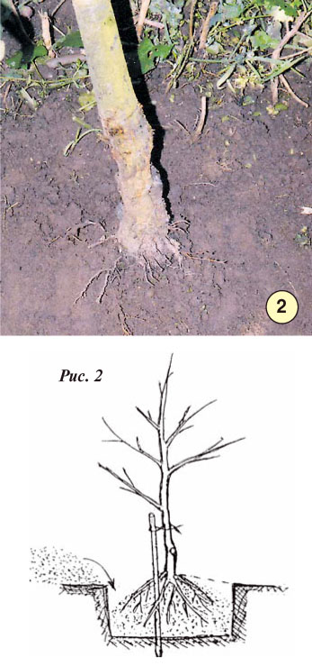 Какво е кореновата шийка на дървото