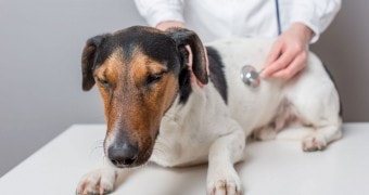 Отравяне на кучета с отрова плъх