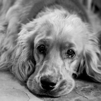 Отравянето на отрова противоотрова при кучета, ако кучето изяде отровата,  как да се спасят куче