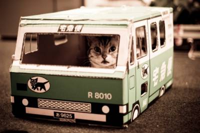 Транспорт котки транспортират основните правила и изисквания