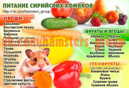 Сирийски хамстери Захранващите Сирийски хамстери Захранващите