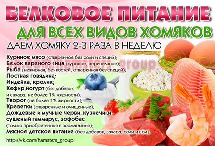 Сирийски хамстери Захранващите Сирийски хамстери Захранващите