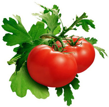 Плодовете на домати