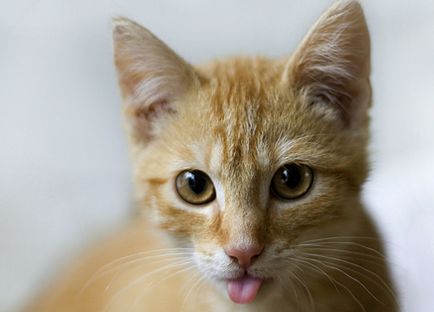 Котки с езика си излиза