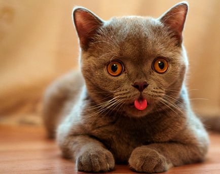 Котки с езика си излиза