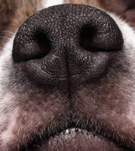 Какво става, ако носът на кучето е горещо
