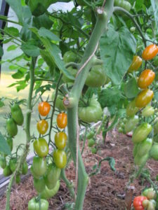 Сплескани листа от домат
