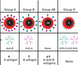 Какво определя кръвната група