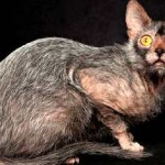 Cat порода мопс муцуна