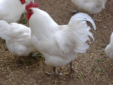 Икономическите групи и пилета порода