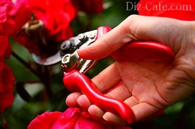 Как да се грижи за къдрава роза