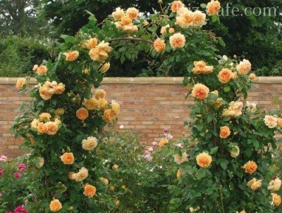 Как да се грижи за къдрава роза