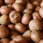 Как да се засадят картофи в мотор-блок