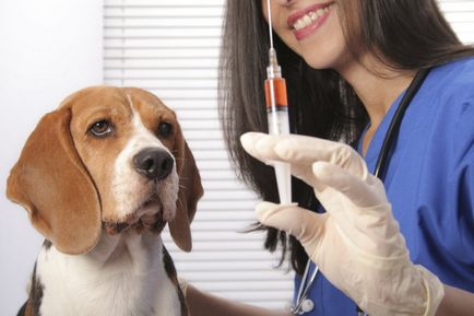 Ваксинации за кучета, които имат