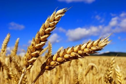 Как да расте пшеница