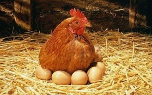 Как да расте пилета у дома