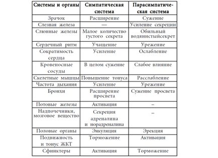 Симпатиковата нервна система е това, което е