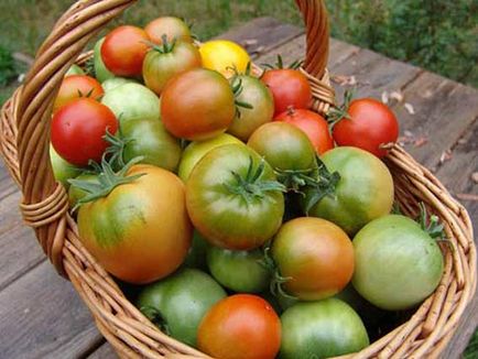 Плодовете на домати