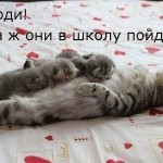 Котки с котки надписи