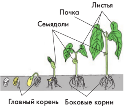 Какво е сочен плод