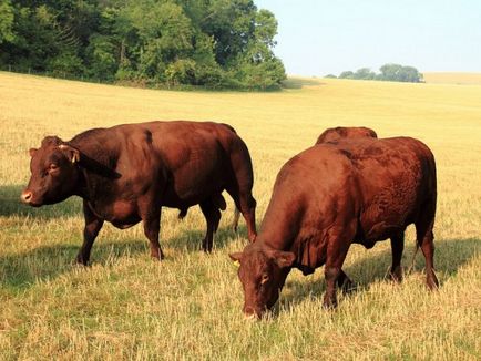 Методи за поддържане и отглеждане на едър рогат добитък и връзват Loose