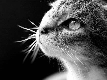 Статус режими за котки Статус режими за котки
