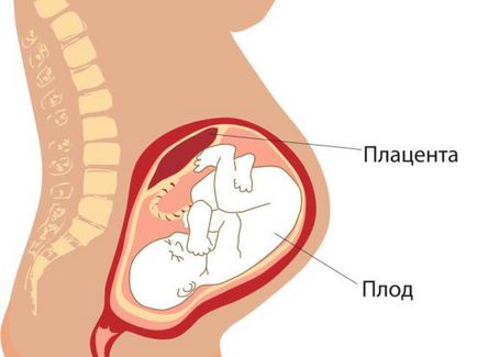 Ултразвук в третия триместър на бременността