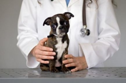 При кучета след ваксинацията