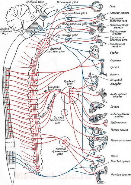 Симпатиковата нервна система е това, което е
