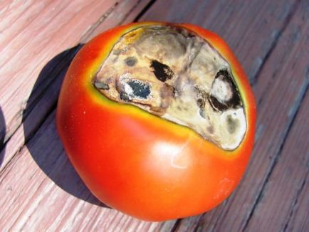 Как да се справим с гниенето на доматен апикален