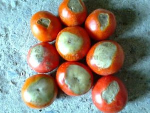 Как да се справим с гниенето на доматен апикален
