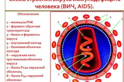 ХИВ превантивно лечение