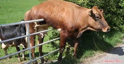 16 Доказателствата, че кравите обичат да имат повече, отколкото си мислите